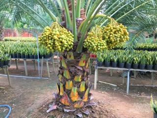 Cây Chà Là Thái Dáng Đẹp Ít Bị Đổ Ngã