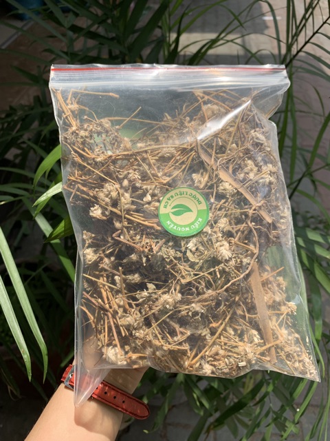 Cây Nở Ngày Đất 1kg