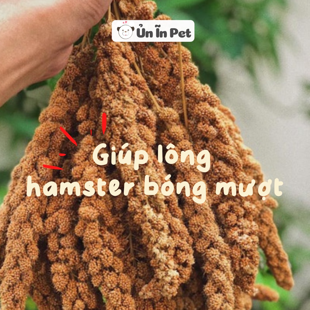 Đồ ăn cho hamster, KÊ CHÙM SỢI giúp mượt lông