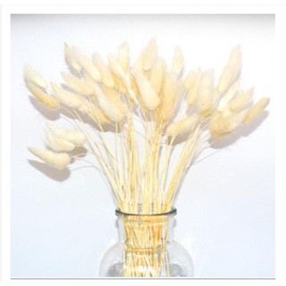 CỎ ĐUÔI THỎ KHÔ 50 NHÁNH ( NHIỀU MÀU )