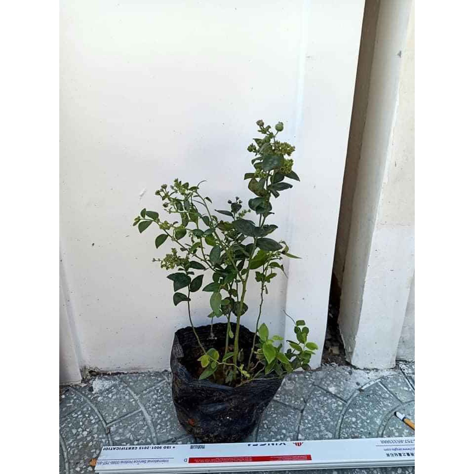 Việt Quất tứ quý  cho trái 4 mùa  - Trang Flowers