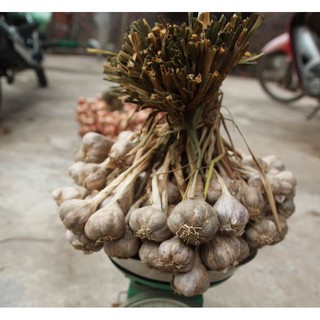 TỎI VỎ TÍM KHÔ (HẢI DƯƠNG)