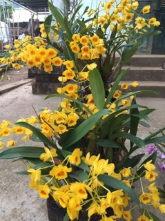 1 chậu sơn thuỷ tiên thuần