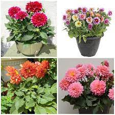 Gói 10 hạt giống thược dược lùn, tặng kích mầm