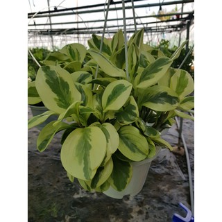 Chậu Trường Sinh Cẩm Thạch - Loại Lớn
