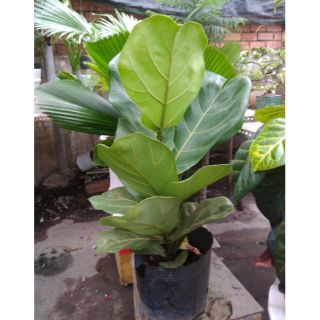 Cây bàng Singapore