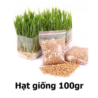 Hạt giống cỏ mèo cao cấp 100gr