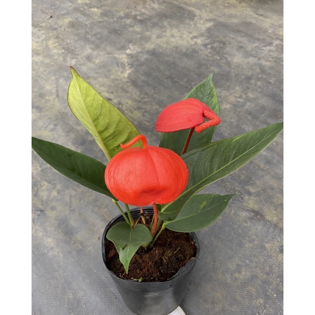 Chậu cứng Hồng môn thiên nga