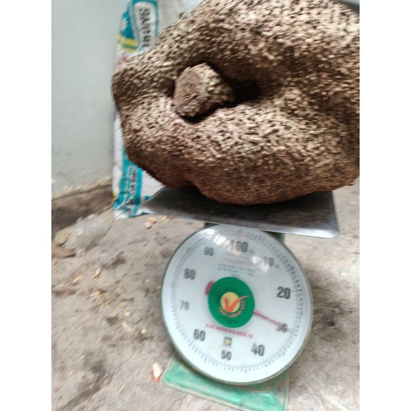 1kg củ bình vôi lâm đồng