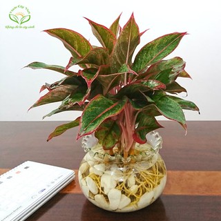 CÂY PHÚ QUÝ THỦY SINH