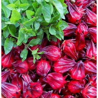 Hạt giống hoa atiso đỏ
