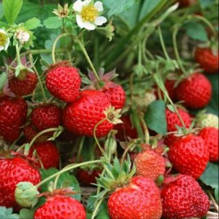 Hạt Giống Dâu Tây