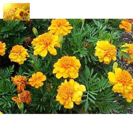 Hạt Giống Hoa Cúc Vạn Thọ Pháp Vàng Cam  - MUA 3 TẶNG 1 CÙNG LOẠI