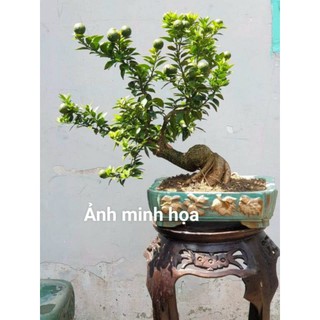 Cây cần thăng phong thuy
