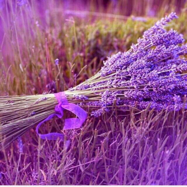Hoa khô Lavender Pháp - 01