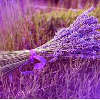 Hoa khô Lavender Pháp - 01