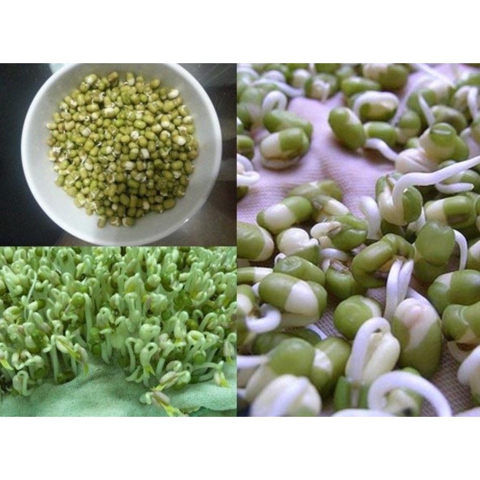 ( HOT ) Hạt Giống Mầm Giá Đậu Xanh, Mầm Giá Đỗ 50gr