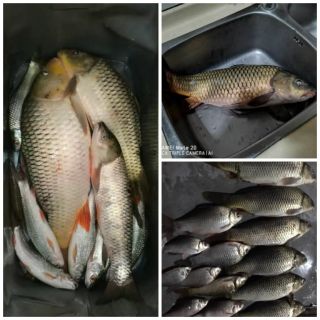 Mồi Chép Lão Quỷ Số 2