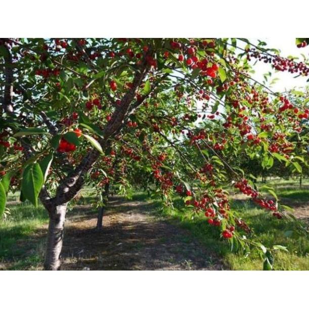 Cherry mỹ nhiệt đới 1 năm cho trái  - Nhà Vườn Khánh Võ