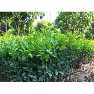 Cây Giống Bưởi Diễn (cây ghép thuần chủng F1)
