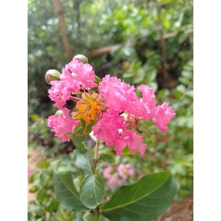 Cây giống hoa Tường Vy