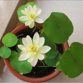 5 HẠT GIỐNG SEN MINI NHẬT NHIỀU MÀU