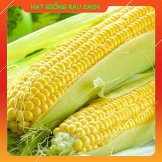 Hạt giống bắp ngô ngọt lai f1 highland 39 phú nông gói 50g