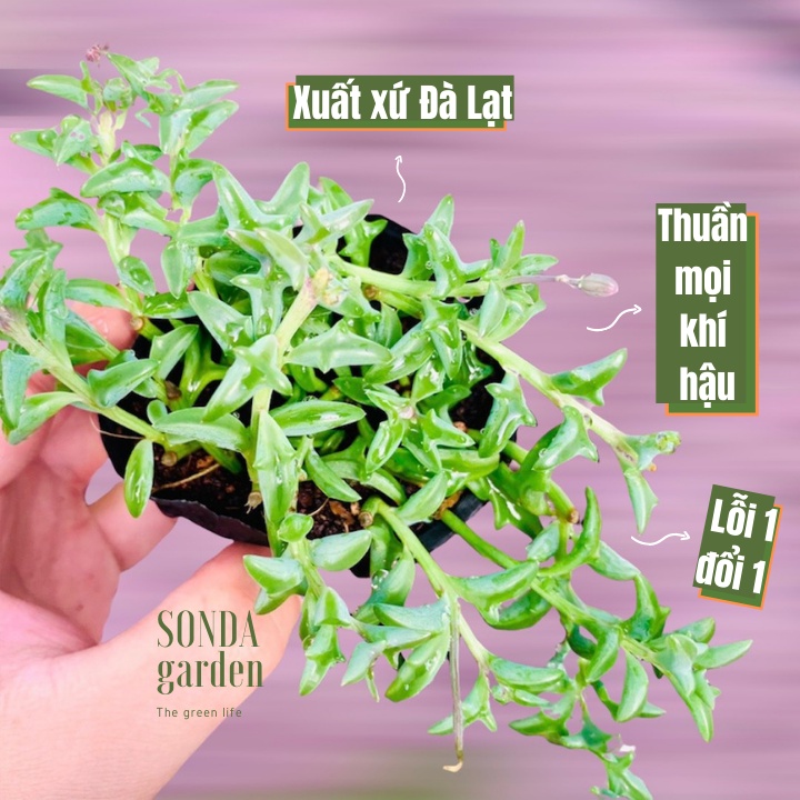 Sen đá cá heo SONDA GARDEN size bé 5-8cm, xuất xứ Đà Lạt, khoẻ đẹp, lỗi 1 đổi 1