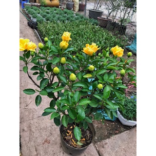 Cây dâm bụt vàng hoa kép ⚡️ free ship ⚡️ cây cao 40-50cm sức sống mãnh liệt dễ dàng chăm sóc