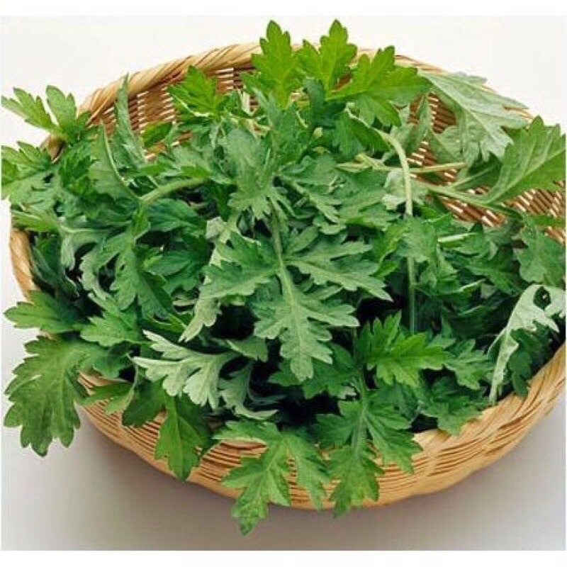 Cây giống ngải cứu mua 5 cây tặng thêm 1 cây