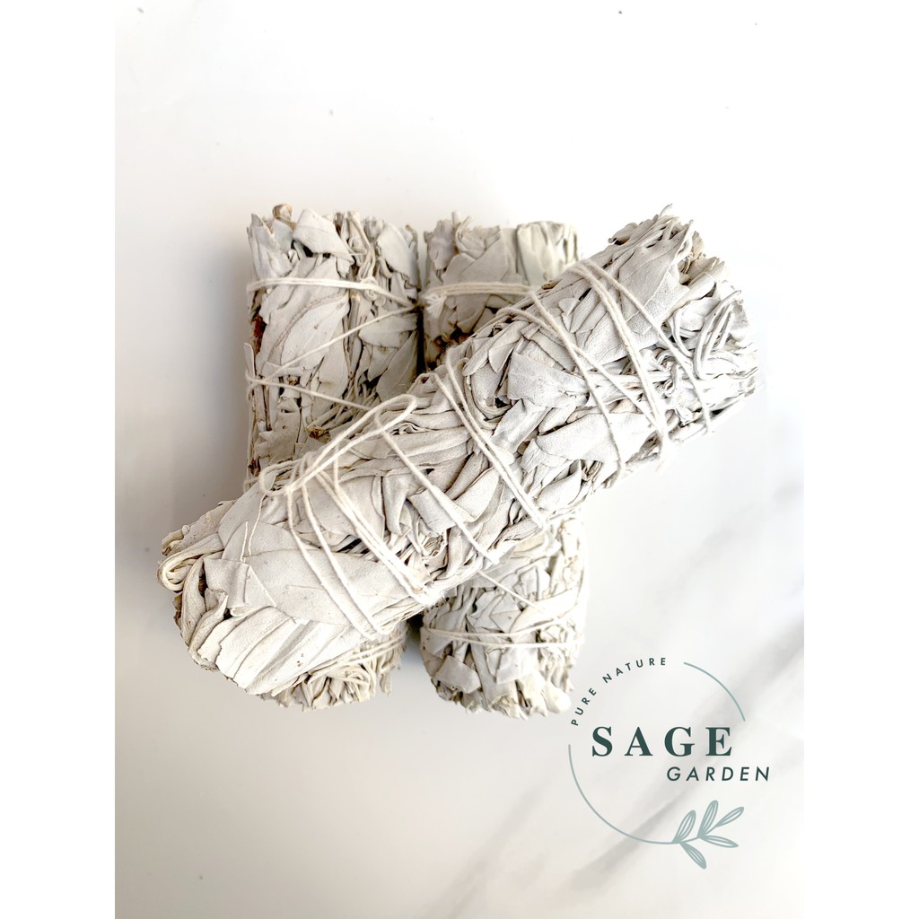 XÔ THƠM TRẮNG_White Sage_SAGE GARDEN