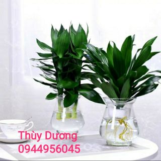 Lọ thủy tinh trồng cây , thả cá miệng loe.