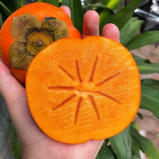 Cây giống hồng giòn không hạt