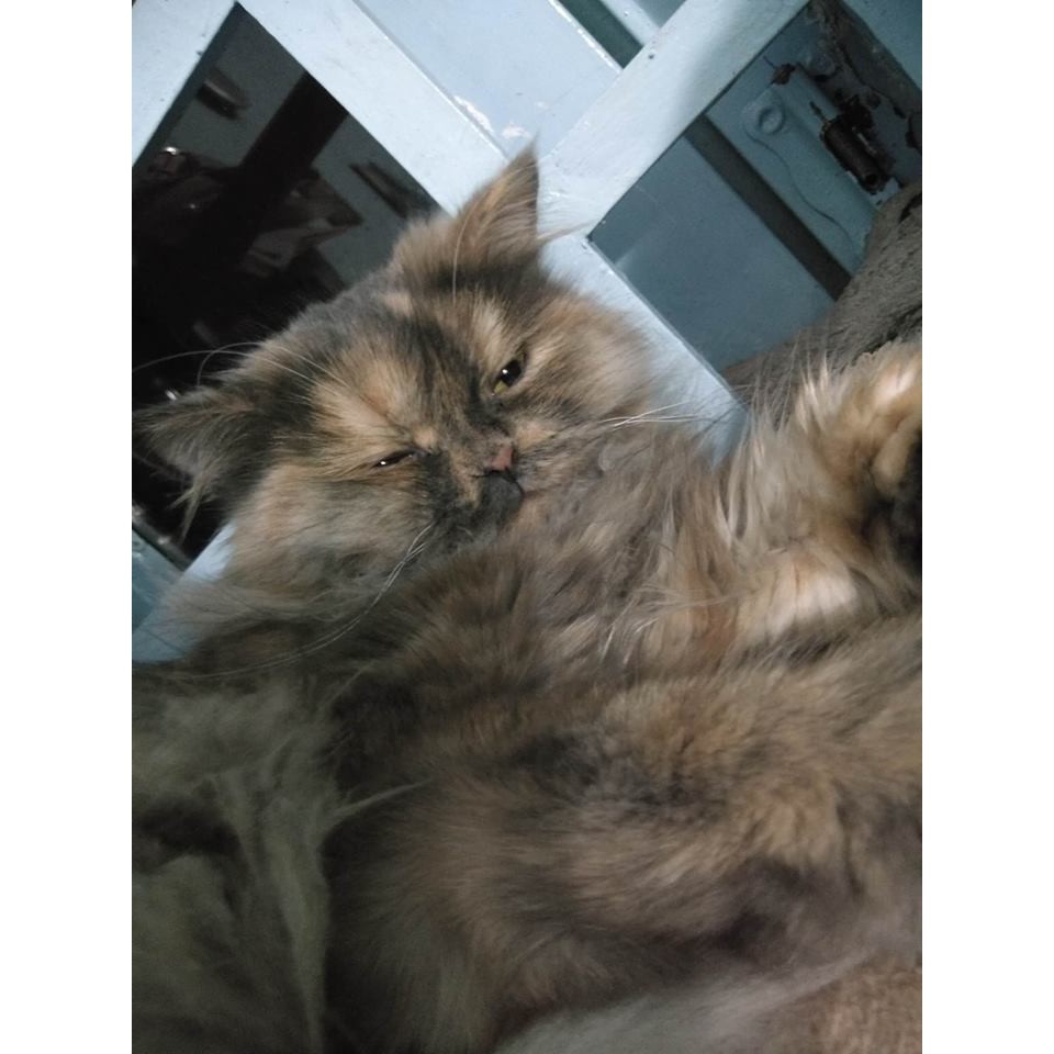 Catnip - Bạc hà mèo 5gr