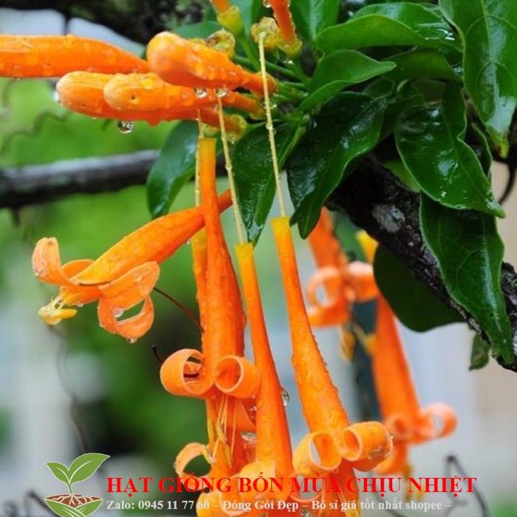 Hạt giống Cây dây leo - hoa leo Chùm ớt, Dây Rạng đông chống nóng hè 10 hạt tuyệt đẹp