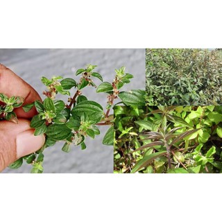 Cây thuốc dòi, cây bọ mắm  tươi hoặc khô 200g