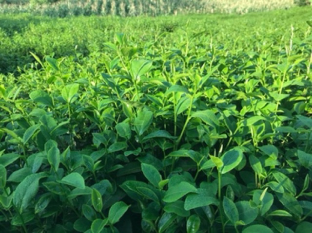 BỘT TRÀ XANH SẠCH 100g | BigBuy360 - bigbuy360.vn