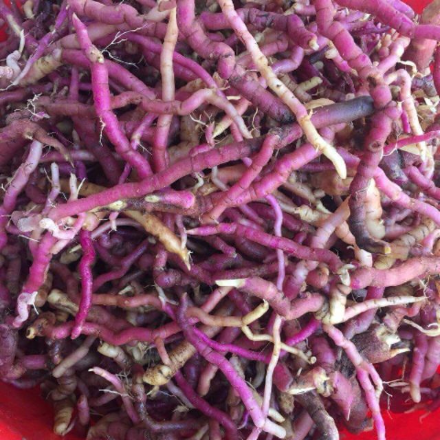 Ba kích tím rừng Lai Châu