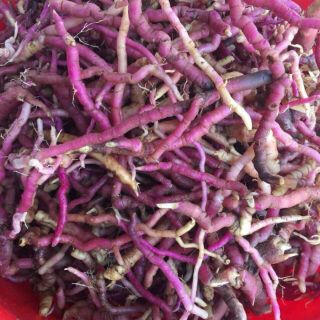 Ba kích tím rừng Lai Châu