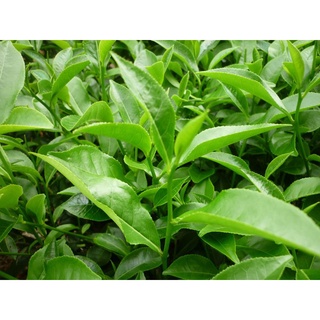 Combo 3 cây giống chè xanh thái nguyên
