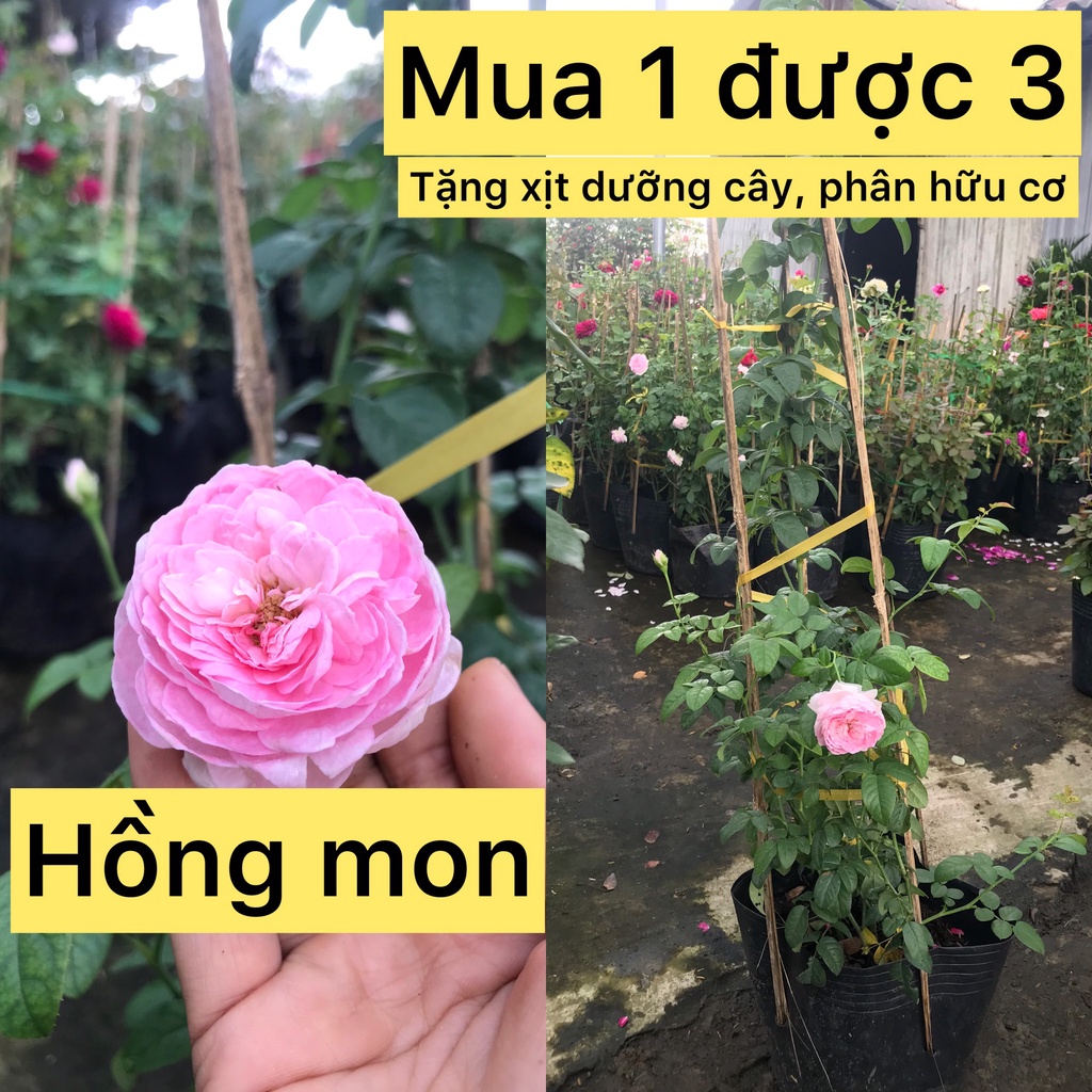 Caykiengsadec cây hoa Hồng leo  + tặng  phân bón-hoa kiểng lá-trang trí nội thất cảnh quan sân vườn ngoài trời