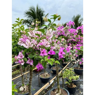 Hoa giấy Tím Tuyết(cây giống)