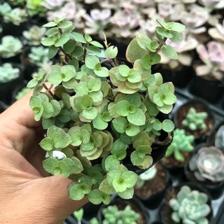 sen đá sedum pink lady.
