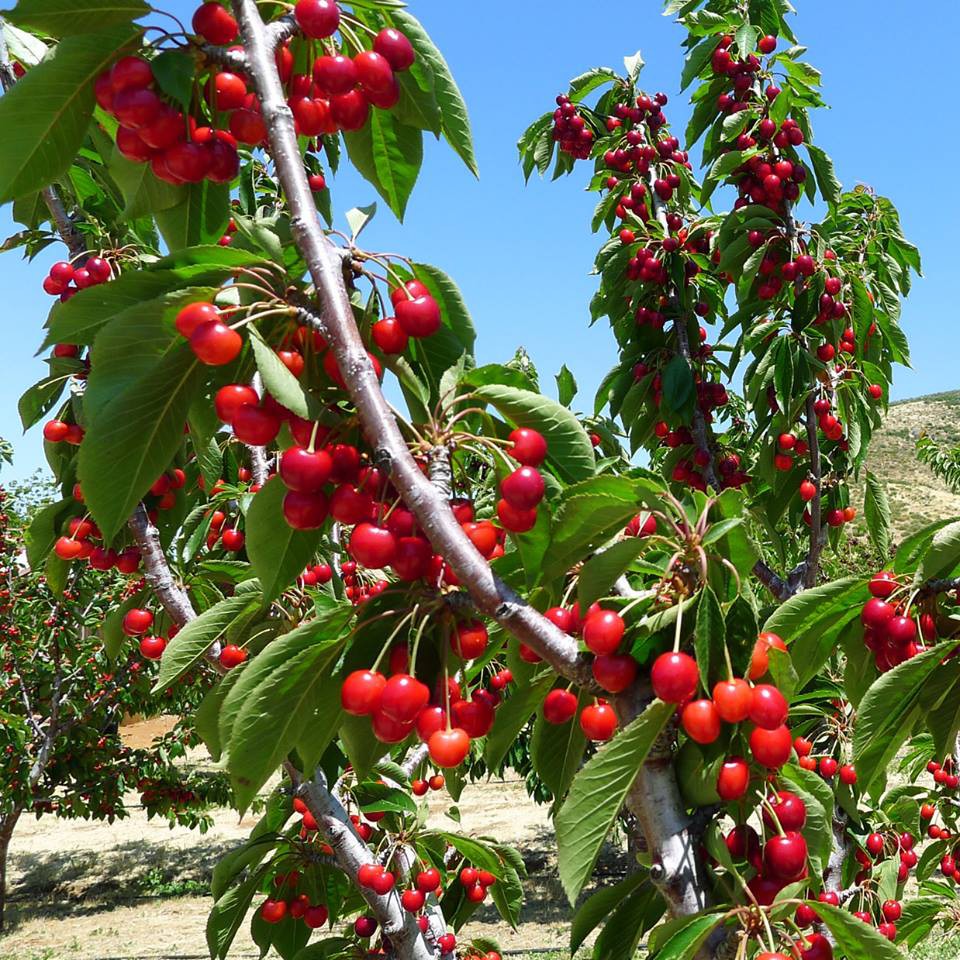 10 hạt giống quả cherry đỏ sai quả