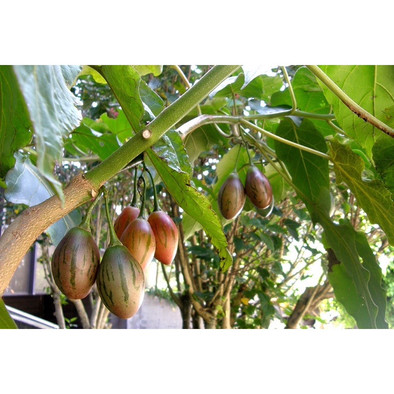 1 KG CÀ CHUA THÂN GỖ