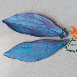 Gân Lá Mẫu Đơn (lá đơn)