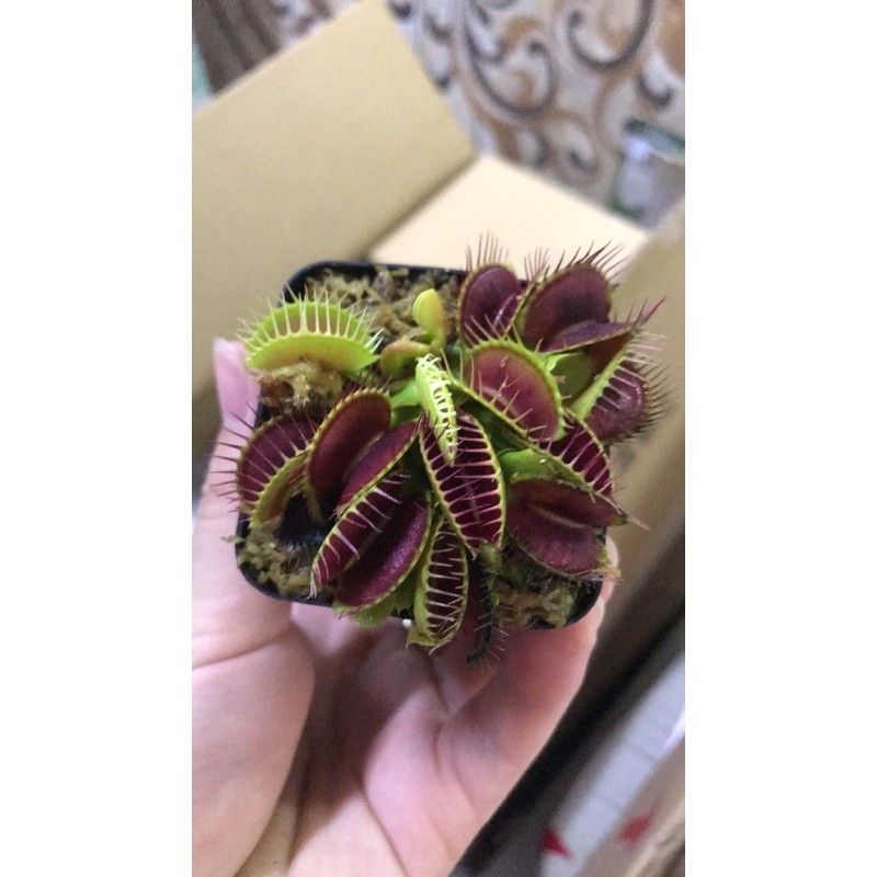 Cây bẫy kẹp bắt mồi - Venus Flytrap