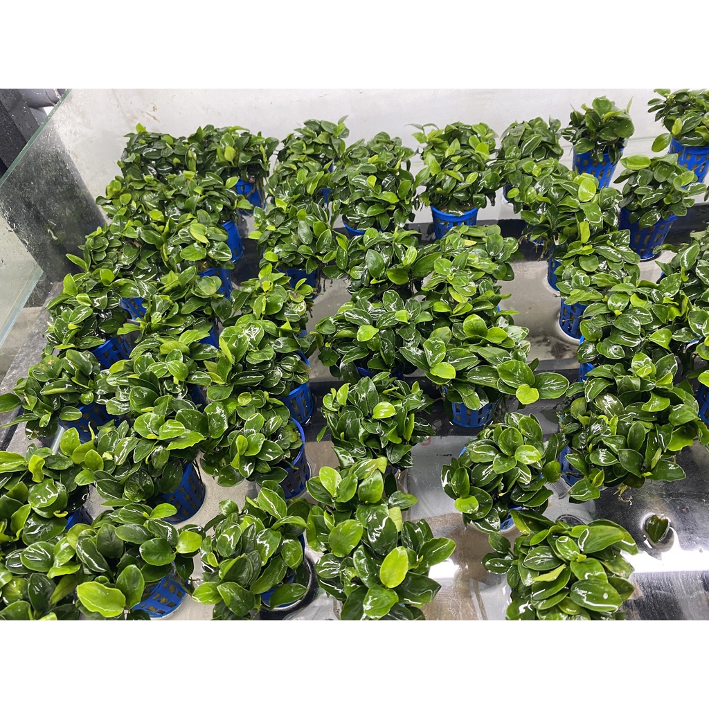 Cây thủy sinh Ráy Nana Pettie