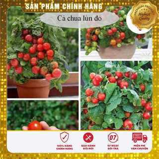 -30 % COMBO 06 GÓI ỚI + CÀ CHUA BONSAI