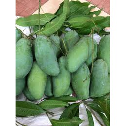 Cây Giống Xoài Thái